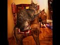 Desperados Kitten Is Riding A Horse Cat Riding A Horse Cat With Hilarious Face Expressions