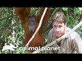 Witness Steve Irwin S Close Connection With Orangutan And Baby Crocodile Hunter Animal Planet