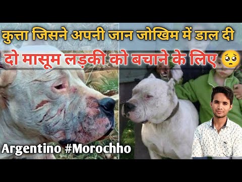KUTTE NE BHACHAI DO MASOOM LADKI KI JAAN | dogo Argentino morocho save to girls from puma | Sarfaraz