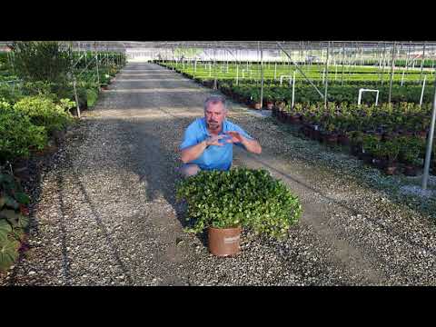 Cleansweep Snowbank Indian Hawthorne Technical Growing Guide