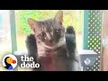 Pregnant Stray Cat Scales Family's Screen Door Looking For Food | The Dodo