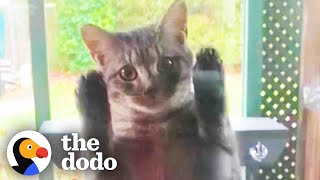 Pregnant Stray Cat Scales Family&#39;s Screen Door Looking For Food | The Dodo