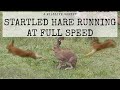 Startled Hare Running at Full Speed. An Exploring Hare Gets Startled and Runs at Full Speed.