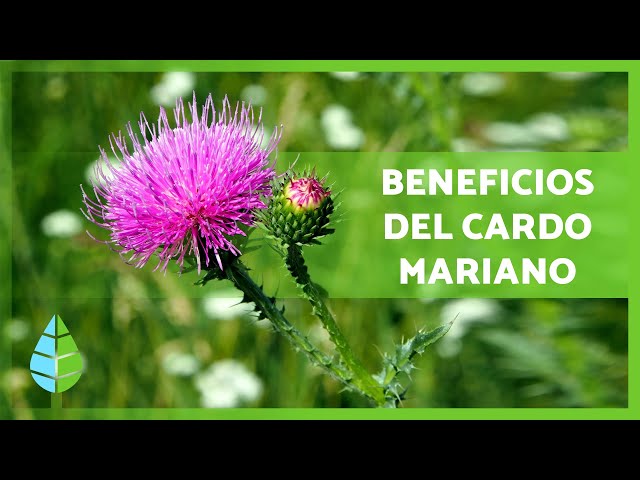 Vídeo relacionado con FORTIA DETOX BLEND potente depurativo, desintoxicador hepático, elimina toxinas. Contiene glutatión y extractos vegetales, Cardo mariano, cola de caballo, diente de león, y vitamina C.60 cápsulas.