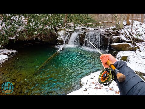 Kildeørreder fra bækken