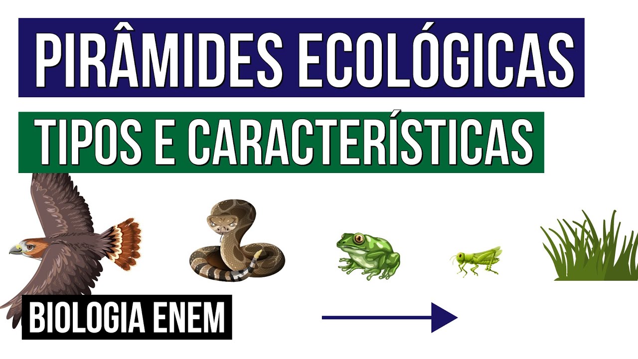 PIRÂMIDES ECOLÓGICAS: tipos e características | Biologia para o Enem | Cláudia de Souza Aguiar