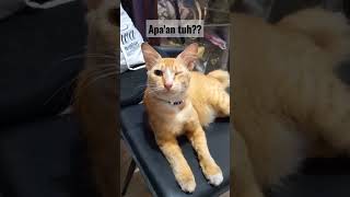 Download lagu Kuis dangdut Apa'an tuh⁉️ mp3 Download lagu Kuis dangdut Apa'an tuh⁉️ mp3