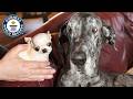 Tallest Dog Meets Smallest Dog - Guinness World Records