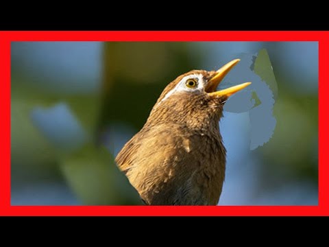 Sojkavec spevavý (Garrulax canorus) — video o speve a chove