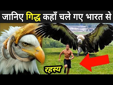 तो इस कारण से गिद्ध अब नही दिखाई देते|Why DiD The Vulture Go|Vulture Bird in Hindi