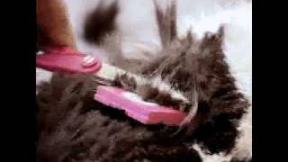 Scaredy Cut Demonstration