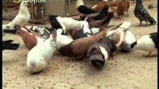 au-afg-kabul-kite-part1.mpg