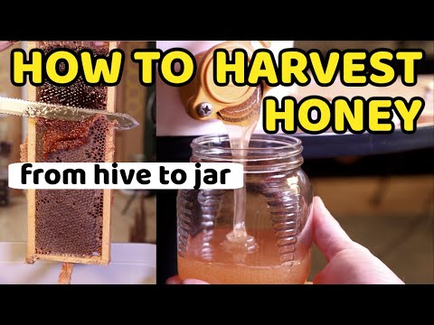 Beekeeping | Simplest Way To Harvest Your Honey