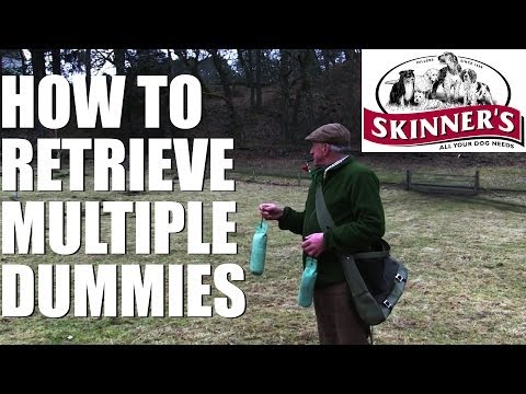 Gundog training tips – Multiple dummies Gundog training tips – Multiple dummies