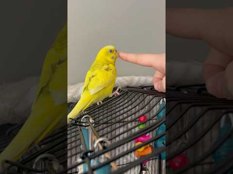 Sunshine’s Beeps! #sunshine #birdybirds #cute #baby #kiss #adorable #birds #beautiful