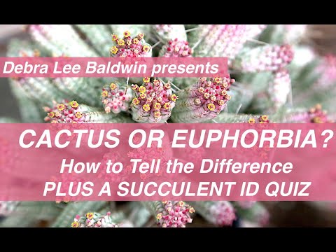 , title : 'Cactus or Spiny Euphorbia? How to Tell the Difference, Plus a Succulent ID Quiz'