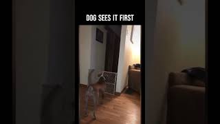 Dark Shadow Figure In Doorway! Her Dog Sees It First!! SCARY #shorts #paranormal #ghost