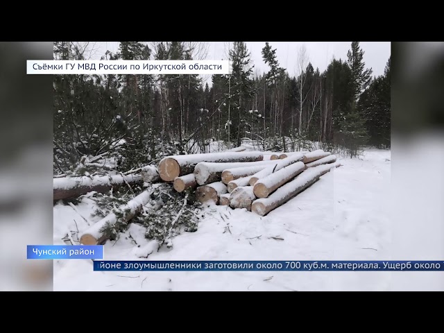 В Чунском районе задержаны «чёрные лесорубы»