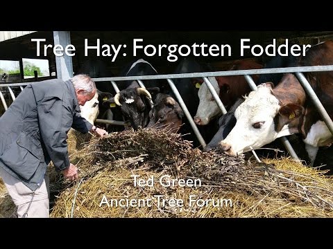Tree Hay: A forgotten fodder | Agricology