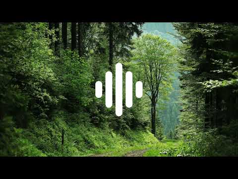FOREST AMBIENCE | SOUND EFFECTS | HIGH QUALITY | NO COPYRIGHT