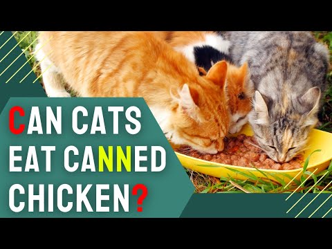 Discover: Can Cats Eat Canned Chicken? A Cat Owner's Guide