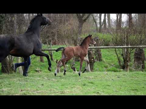 Stutfohlen von Fusionist