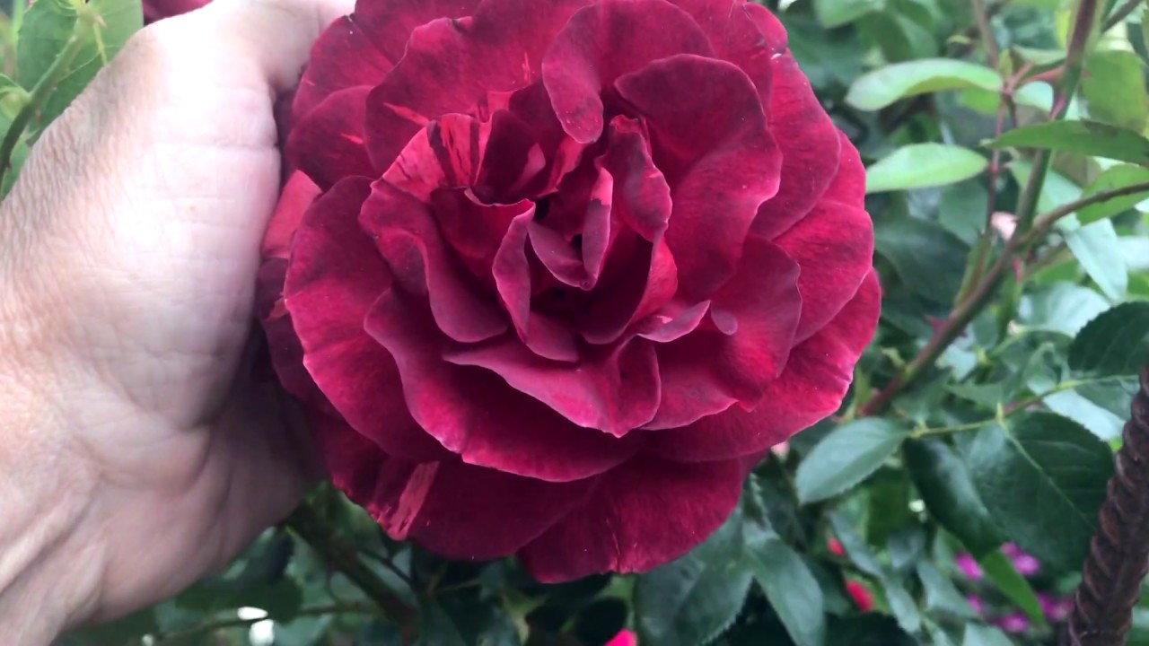 Роза ,Brawnie Meilland