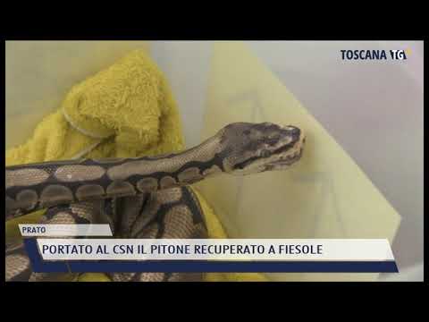 2021-04-28 PRATO - PORTATO AL CSN IL PITONE RECUPERATO A FIESOLE