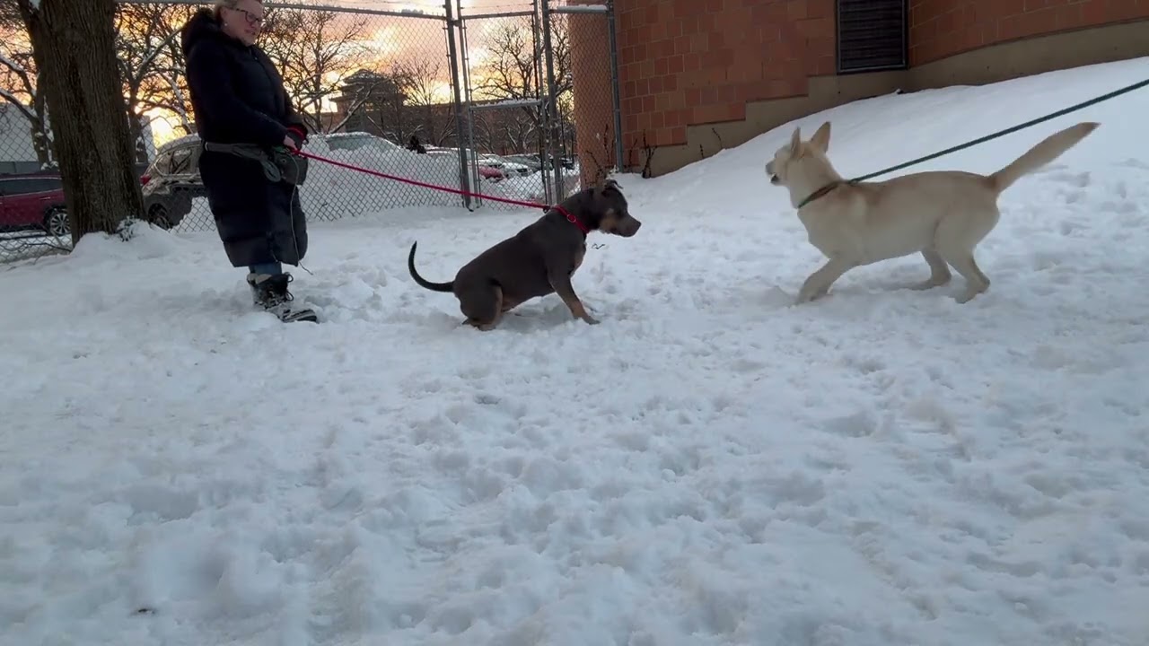 Enlarge Edy, a ADOPTABLE Pit Bull Terrier in Chicago, IL video 4/4
