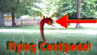 preview picture of video 'Flying Centipede Caught on tape'