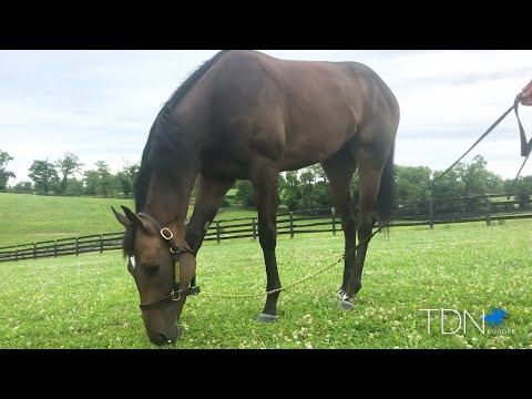 Campanelle Joins Lady Aurelia as Stonestreet Ascot Winner