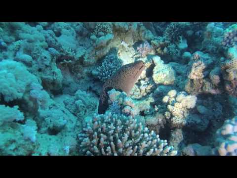 2017.03.25 Early-morning-dive at the housereef of The Breakers