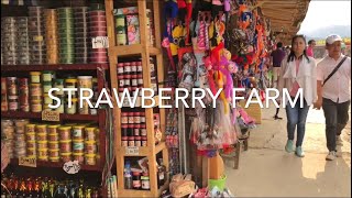 preview picture of video 'Strawberry Farm La Trinidad Philippines'