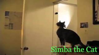 Ninja Cat #01