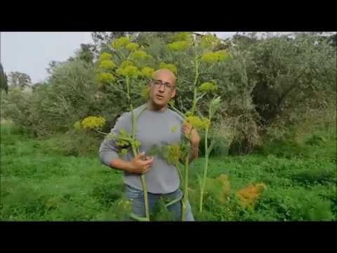 Ferula communis L. - Ferula comune