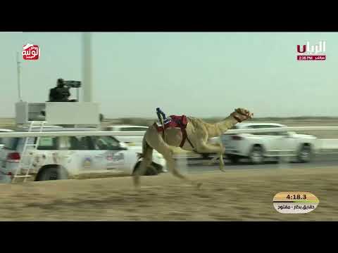  ش 13 (العنود) لـ عبيد أحمد السلمي العامري 5:57:95 , مهرجان الأمير الوالد 2026/2/4 حقايق الشحانية