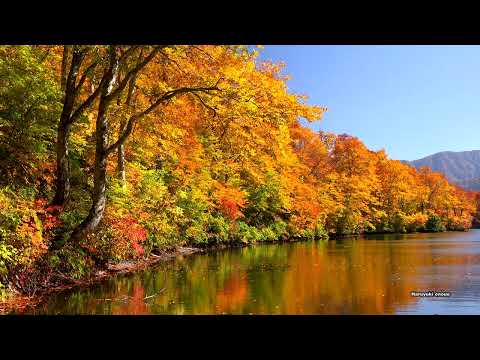 Kinshu Autumn Lindas folhas de outono em Kamachi・4K