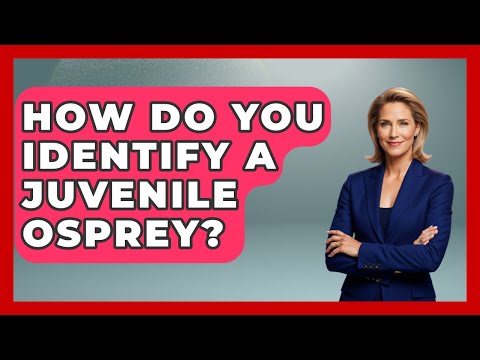 How Do You Identify A Juvenile Osprey? - Bird Watching Diaries