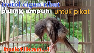 Download lagu suara cigun ribut. suara pikat ciblek gunung ribut ampuh mp3 Download lagu suara cigun ribut. suara pikat ciblek gunung ribut ampuh mp3