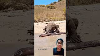 Download lagu reaksi komodo makan belut listrik #wildlife #komodo #crocodile #animals #nature mp3 Download lagu reaksi komodo makan belut listrik #wildlife #komodo #crocodile #animals #nature mp3