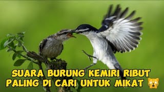 Download lagu SUARA PIKAT BURUNG KAPASAN KEMIRI#KAPASAN#KAPASANKEMIRI mp3 Download lagu SUARA PIKAT BURUNG KAPASAN KEMIRI#KAPASAN#KAPASANKEMIRI mp3