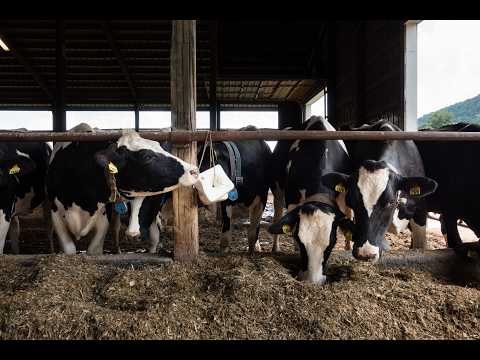 WATCH: Massive manure digester leaking climate-warming methane