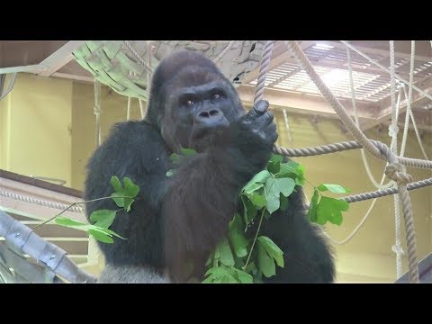 シャバーニ家族 346 Shabani family gorilla
