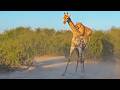 Lion Rides Giraffe To Bring It Down