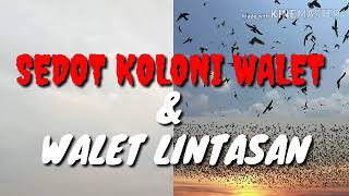 Download lagu Pakai Suara Walet Lintasan dan Koloni ini, super dahsyat Tarikannya.... mp3