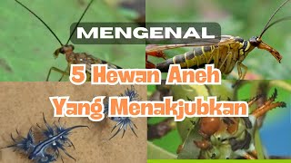 Mengenal 5 Hewan Unik dan Aneh dari Seluruh Dunia | Unik dan Menarik!