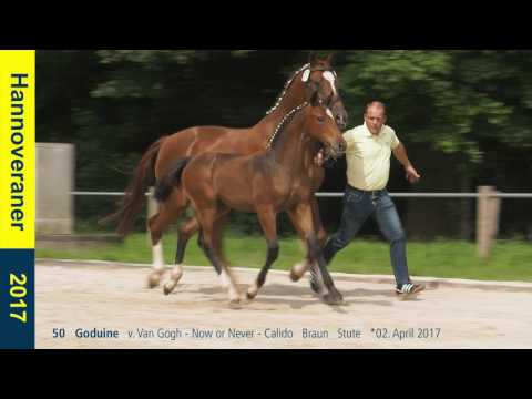 50   Goduine   v. Van Gogh - Now or Never - Calido