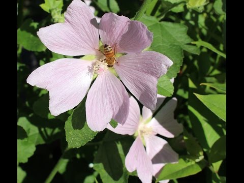 Rosen-Malve (Malva alcea) Flower ✔