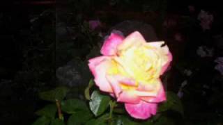 Eddie Raven--------------- Island