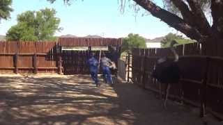 preview picture of video 'OUDTSHOORN farm- OSTRICHE RIDE, South Africa'